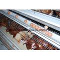 Herramienta Agrícola Battery Layer Broiler Chicken Cage en Sell